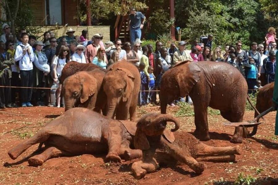 Nairobi: Giraffe Centre and Elephant Orphanage Tour - Practical Details and What to Expect