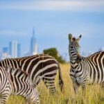Nairobi: Group joining NNP Morning Game Drive with City View - Practical Tips for Making the Most of Your Tour