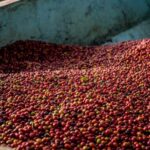 Nairobi: Guided Coffee Farm Tour with Tastings - A Complete Look at the Coffee Farm Tour