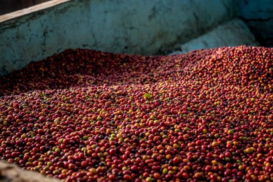 Nairobi: Guided Coffee Farm Tour with Tastings - A Complete Look at the Coffee Farm Tour