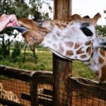 Nairobi Guided Tour to Giraffe Center & Kobe Beads Factory - FAQs