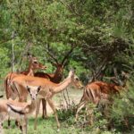 Nairobi: Guided Wildlife Cycling Safari with Transfer & meal - Key Points