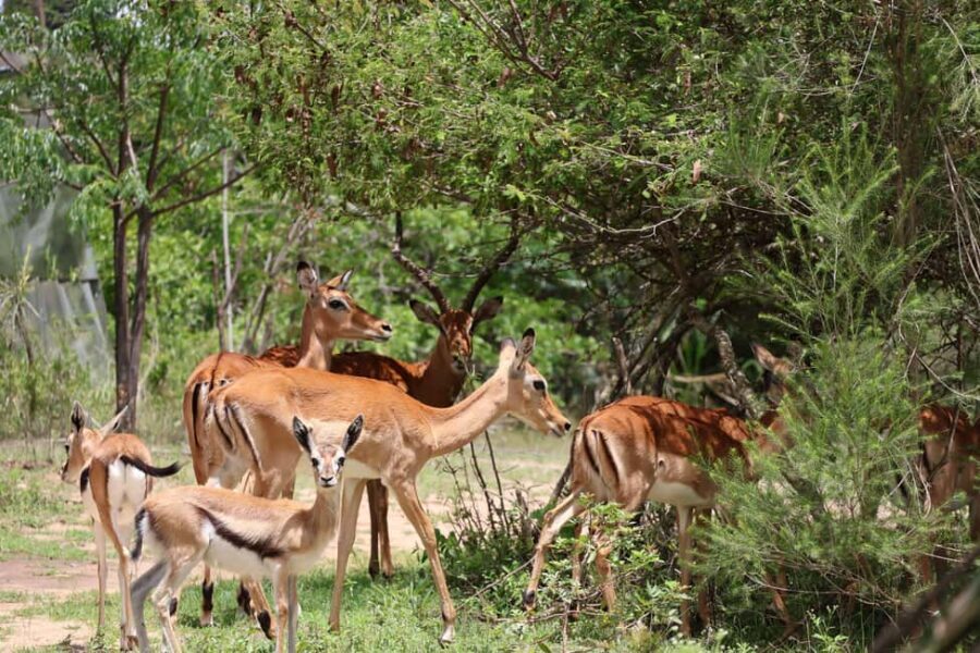 Nairobi: Guided Wildlife Cycling Safari with Transfer & meal - Key Points