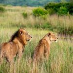 Nairobi: Half-Day Game Drive at Nairobi National Park - FAQ