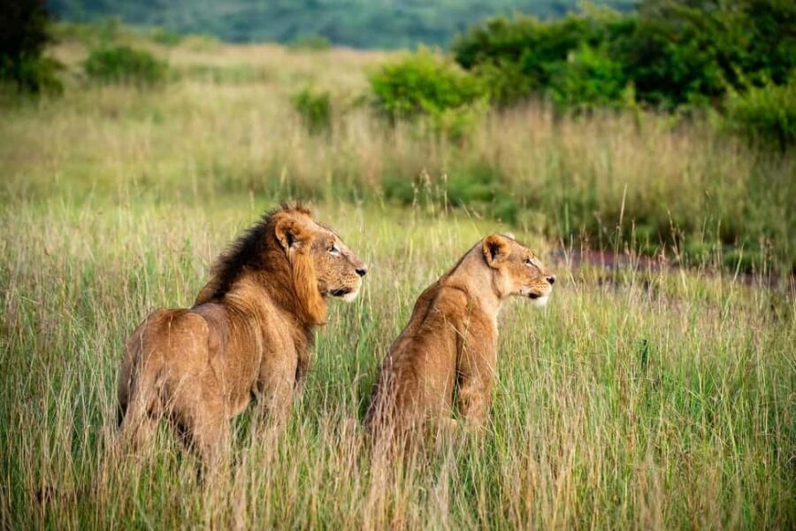 Nairobi: Half-Day Game Drive at Nairobi National Park - FAQ