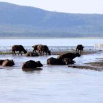 Nairobi: Hell's Gate National Park and Lake Naivasha Tour - An In-Depth Look at the Tour Experience