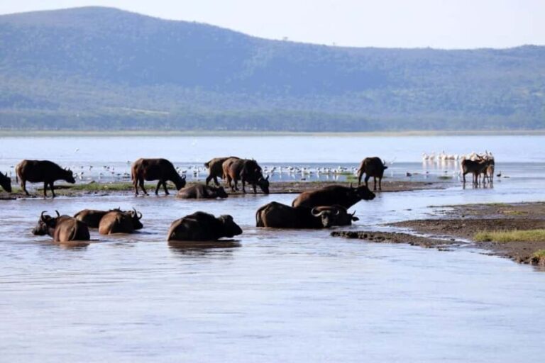 Nairobi: Hell's Gate National Park and Lake Naivasha Tour - An In-Depth Look at the Tour Experience