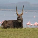 Nairobi: Hell's Gate National Park and Lake Naivasha Tour - What Makes This Tour Stand Out
