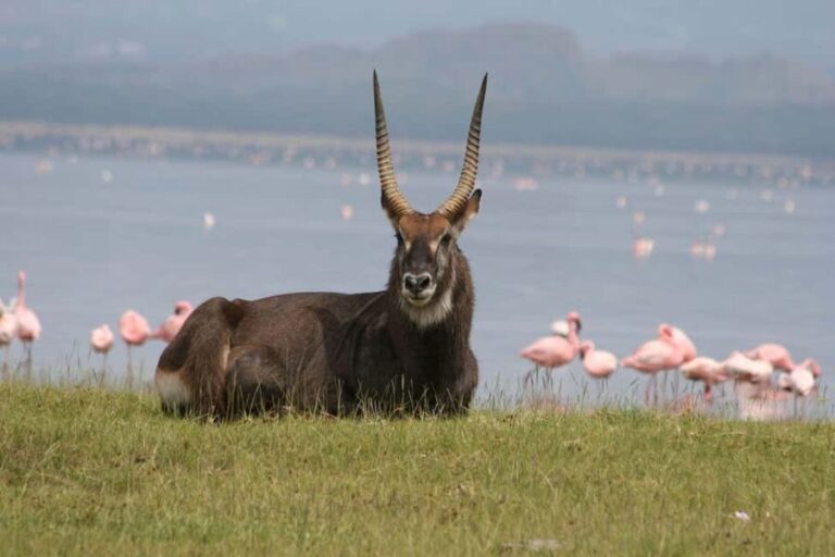 Nairobi: Hell's Gate National Park and Lake Naivasha Tour - What Makes This Tour Stand Out