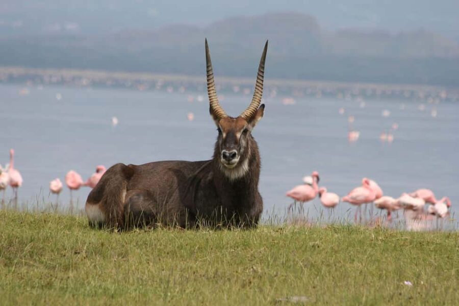 Nairobi: Hell's Gate National Park and Lake Naivasha Tour - What Makes This Tour Stand Out