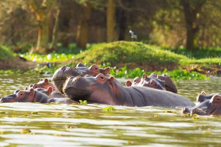 Nairobi: Hell's Gate National Park & Lake Naivasha Boat Ride - The Practicalities: What’s Included and What to Budget
