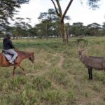 Nairobi: Horseback Wildlife Safari with Transfers and Lunch - A Closer Look at the Nairobi Horseback Safari Experience