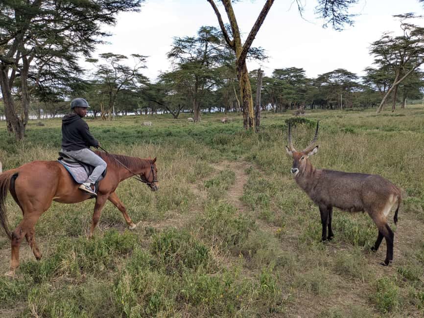 Nairobi: Horseback Wildlife Safari with Transfers and Lunch - A Closer Look at the Nairobi Horseback Safari Experience