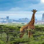 Nairobi: Karen Blixen Museum Experience Tours and Tickets - The Practical Side