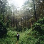 Nairobi: Kereita Forest Day Trip with Zip Lining - Exploring the Experience in Detail
