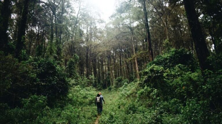 Nairobi: Kereita Forest Day Trip with Zip Lining - Exploring the Experience in Detail