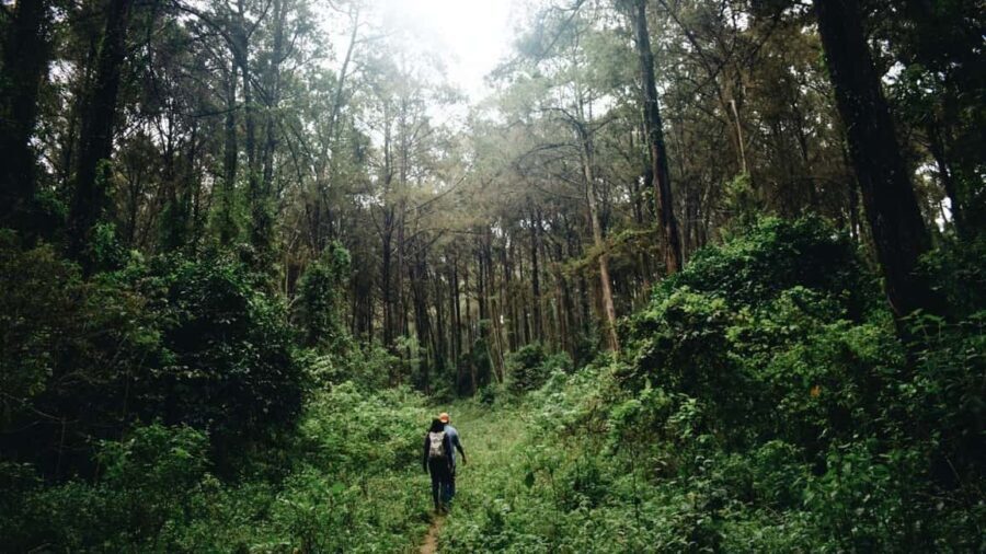 Nairobi: Kereita Forest Day Trip with Zip Lining - Exploring the Experience in Detail
