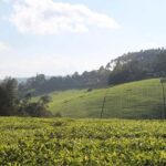 Nairobi: Kiambethu Tea Farm Tour with Lunch - Who Will Love This Tour?