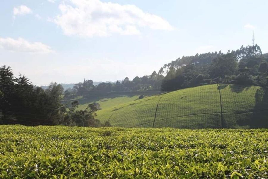 Nairobi: Kiambethu Tea Farm Tour with Lunch - Who Will Love This Tour?