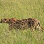 Nairobi: Maasai Mara National Reserve Day Trip - Cost & Value Analysis