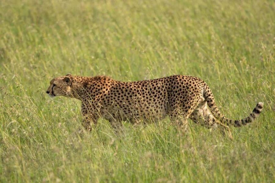 Nairobi: Maasai Mara National Reserve Day Trip - Cost & Value Analysis