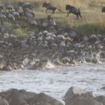 Nairobi: Maasai Mara Overnight Safari with Cultural Visit - Day 2: Game Drive and Return to Nairobi