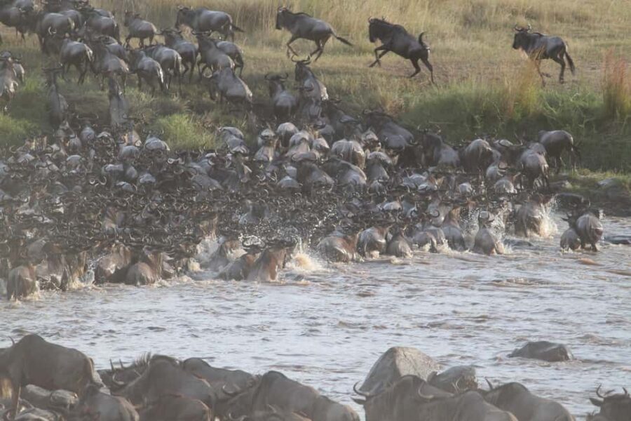 Nairobi: Maasai Mara Overnight Safari with Cultural Visit - Day 2: Game Drive and Return to Nairobi