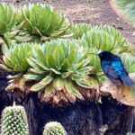 Nairobi: Mount Kenya Day Hike with Lunch - Real Experiences and Insights from Reviews