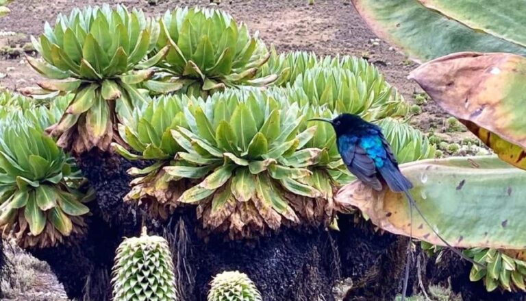 Nairobi: Mount Kenya Day Hike with Lunch - Real Experiences and Insights from Reviews