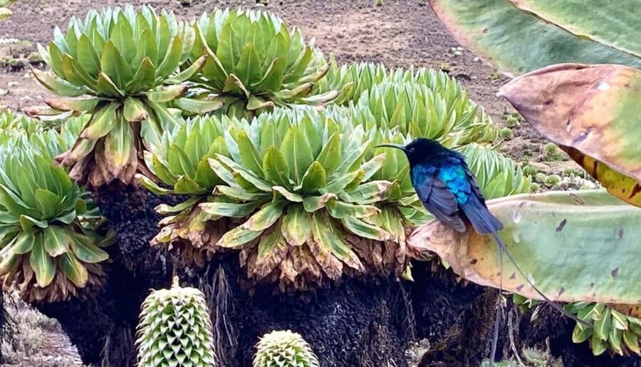 Nairobi: Mount Kenya Day Hike with Lunch - Real Experiences and Insights from Reviews
