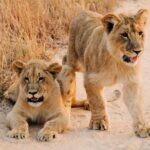 Nairobi : Nairobi National Park: 5- hours Guided Game Drive - Wildlife and Conservation Insights