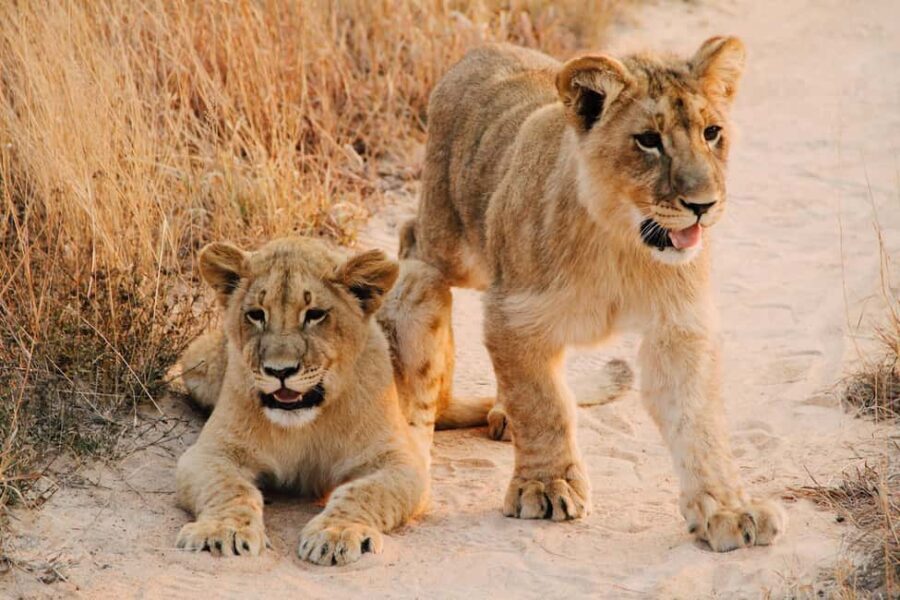 Nairobi : Nairobi National Park: 5- hours Guided Game Drive - Wildlife and Conservation Insights