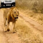 Nairobi: Nairobi National Park Daily Game Drives - Additional Details and Practical Tips