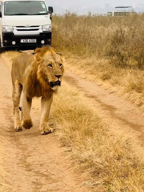 Nairobi: Nairobi National Park Daily Game Drives - Additional Details and Practical Tips