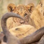 Nairobi: Nairobi National Park Half-Day Game Drive - The Practicalities and Logistics