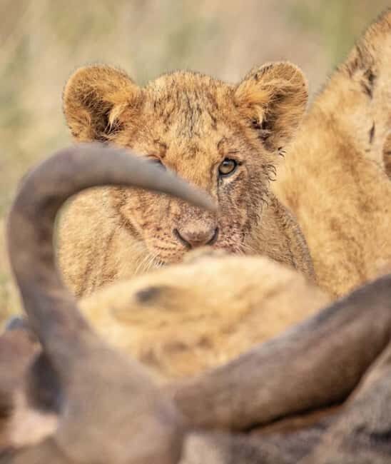 Nairobi: Nairobi National Park Half-Day Game Drive - The Practicalities and Logistics