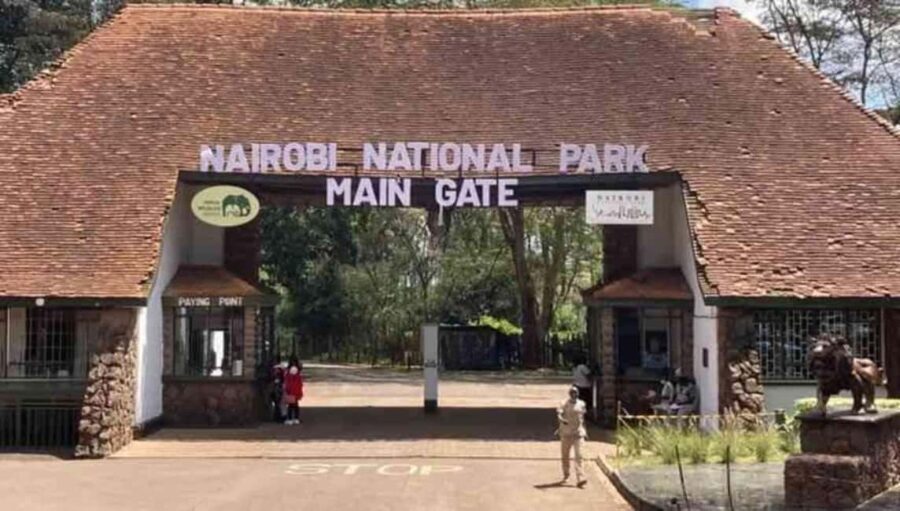 Nairobi: Nairobi National Park Half-Day Guided Game Drive - Wildlife Encounters and Highlights