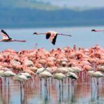 Nairobi: Nakuru National Park and Lake Naivasha Day Tour - The Real Value of This Tour