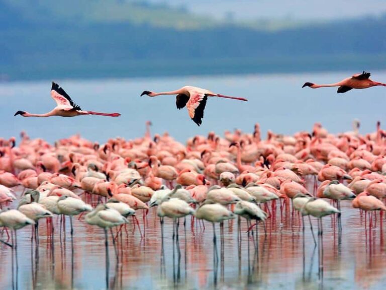 Nairobi: Nakuru National Park and Lake Naivasha Day Tour - The Real Value of This Tour