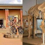 Nairobi National Museum and Snake Park Guided Day Tour - In-Depth Look at the Itinerary