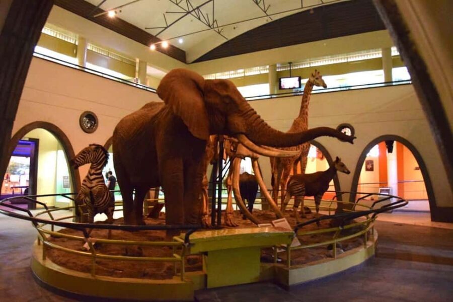 Nairobi National Museum and Snake Park Guided Day Tour - What to Expect from the Day