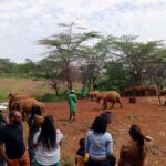 Nairobi National park - Practical Details and Tips
