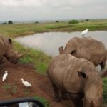 Nairobi National Park 5-hour Guided Game Drive Free Pick Up - Insights from Travelers