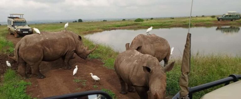 Nairobi National Park 5-hour Guided Game Drive Free Pick Up - Insights from Travelers