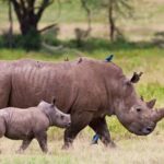 Nairobi national park and elephant orphanage - The Practicalities: Transportation, Guides, and Value