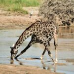 Nairobi National Park and Elephant Orphanage Day Excursions - Visiting the David Sheldrick Elephant Orphanage