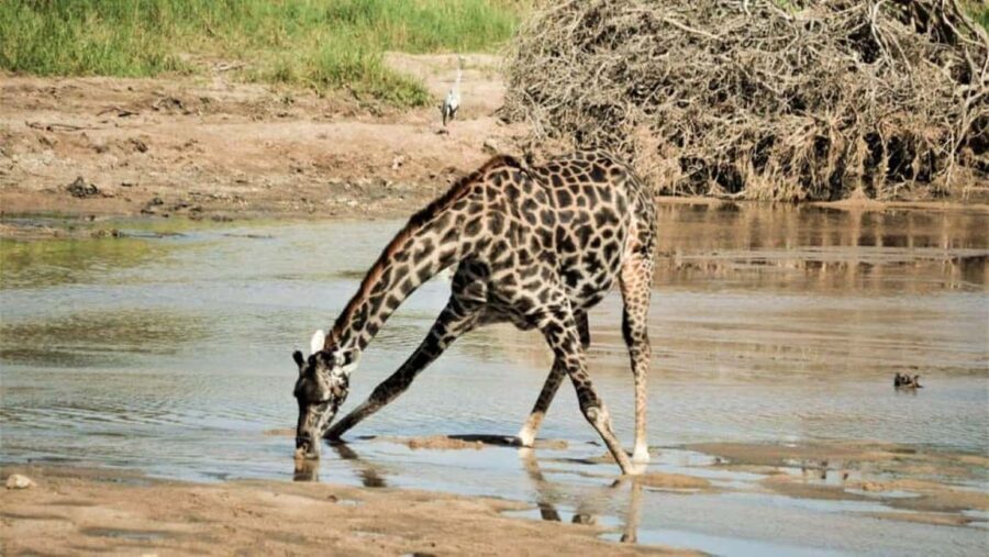 Nairobi National Park and Elephant Orphanage Day Excursions - Visiting the David Sheldrick Elephant Orphanage