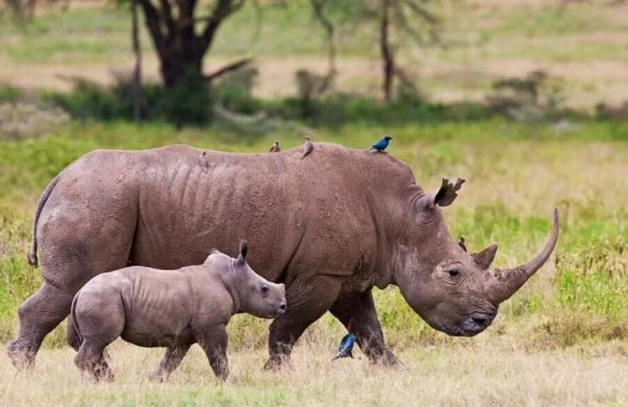 Nairobi national park and elephant orphanage - The Practicalities: Transportation, Guides, and Value