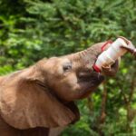 Nairobi National Park and Elephant Orphanage(with fees) - Who Will Appreciate This Tour?