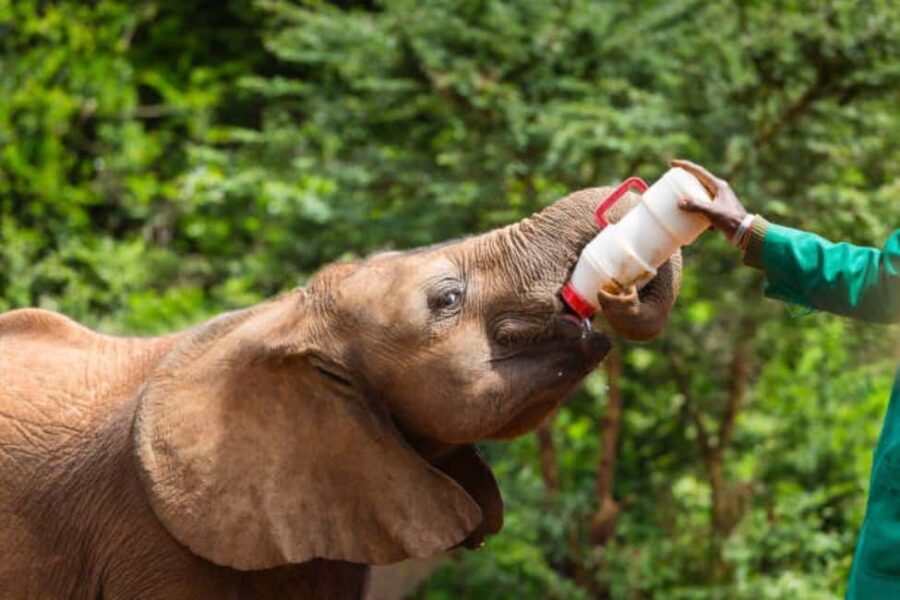 Nairobi National Park and Elephant Orphanage(with fees) - Who Will Appreciate This Tour?